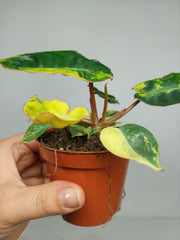 Philodendron Billietiae Variegata (zum aussuchen)