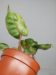 Philodendron Billietiae Variegata (zum aussuchen)