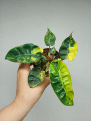Philodendron Billietiae Variegata (zum aussuchen)