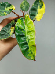 Philodendron Billietiae Variegata (zum aussuchen)
