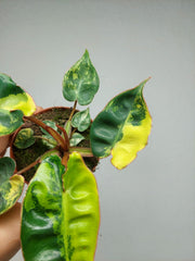 Philodendron Billietiae Variegata (zum aussuchen)