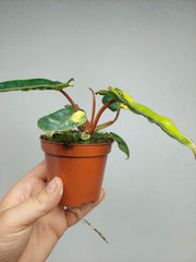 Philodendron Billietiae Variegata (zum aussuchen)