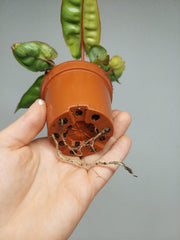 Philodendron Billietiae Variegata (zum aussuchen)