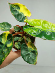Philodendron Billietiae Variegata (zum aussuchen)