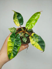 Philodendron Billietiae Variegata (zum aussuchen)