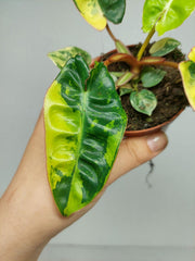 Philodendron Billietiae Variegata (zum aussuchen)