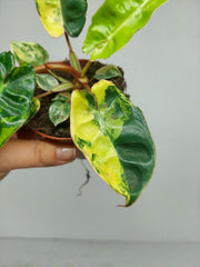 Philodendron Billietiae Variegata (zum aussuchen)