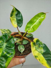 Philodendron Billietiae Variegata (zum aussuchen)