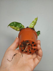 Philodendron Billietiae Variegata (zum aussuchen)