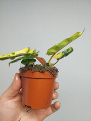Philodendron Billietiae Variegata (zum aussuchen)