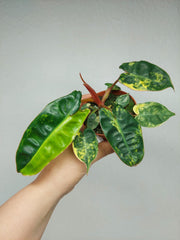 Philodendron Billietiae Variegata (zum aussuchen)