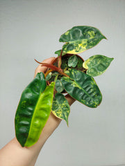 Philodendron Billietiae Variegata (zum aussuchen)