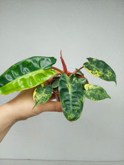 Philodendron Billietiae Variegata (zum aussuchen)
