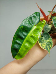 Philodendron Billietiae Variegata (zum aussuchen)