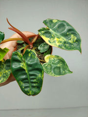 Philodendron Billietiae Variegata (zum aussuchen)