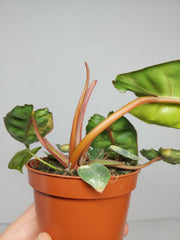 Philodendron Billietiae Variegata (zum aussuchen)