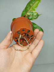 Philodendron Billietiae Variegata (zum aussuchen)
