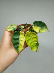 Philodendron Billietiae Variegata (zum aussuchen)