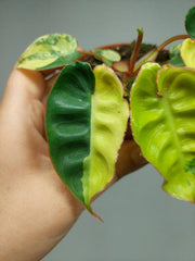 Philodendron Billietiae Variegata (zum aussuchen)