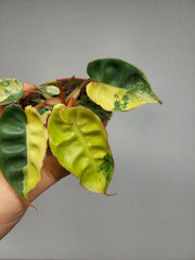 Philodendron Billietiae Variegata (zum aussuchen)