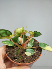 Philodendron Billietiae Variegata (zum aussuchen)