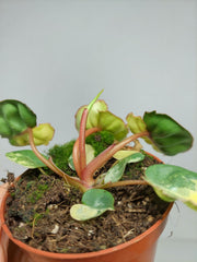 Philodendron Billietiae Variegata (zum aussuchen)