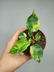 Philodendron Billietiae Variegata (zum aussuchen)