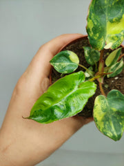 Philodendron Billietiae Variegata (zum aussuchen)