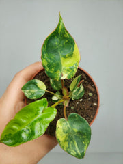 Philodendron Billietiae Variegata (zum aussuchen)