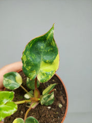 Philodendron Billietiae Variegata (zum aussuchen)