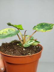 Philodendron Billietiae Variegata (zum aussuchen)