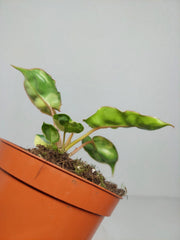 Philodendron Billietiae Variegata (zum aussuchen)