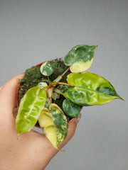 Philodendron Billietiae Variegata (zum aussuchen)