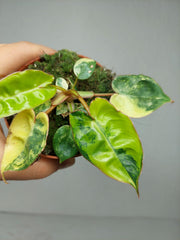 Philodendron Billietiae Variegata (zum aussuchen)