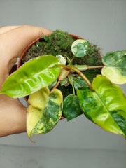 Philodendron Billietiae Variegata (zum aussuchen)