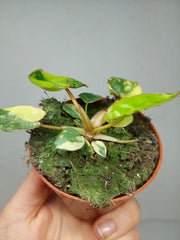 Philodendron Billietiae Variegata (zum aussuchen)