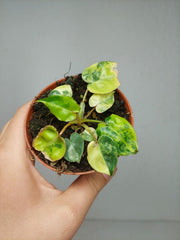 Philodendron Billietiae Variegata (zum aussuchen)
