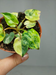 Philodendron Billietiae Variegata (zum aussuchen)