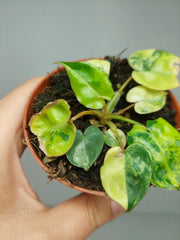 Philodendron Billietiae Variegata (zum aussuchen)