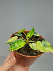 Philodendron Billietiae Variegata (zum aussuchen)