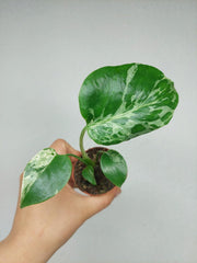 Monstera Bulbasaur (zum aussuchen)