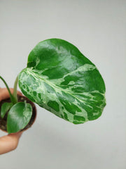 Monstera Bulbasaur (zum aussuchen)