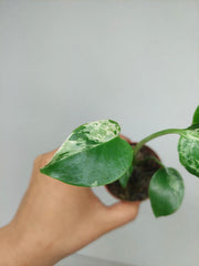 Monstera Bulbasaur (zum aussuchen)