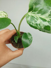 Monstera Bulbasaur (zum aussuchen)