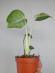 Monstera Bulbasaur (zum aussuchen)