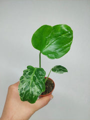 Monstera Bulbasaur (zum aussuchen)