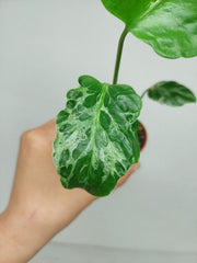 Monstera Bulbasaur (zum aussuchen)