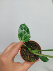 Monstera Bulbasaur (zum aussuchen)
