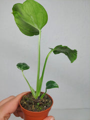 Monstera Bulbasaur (zum aussuchen)