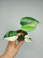 Monstera Jungle Mint